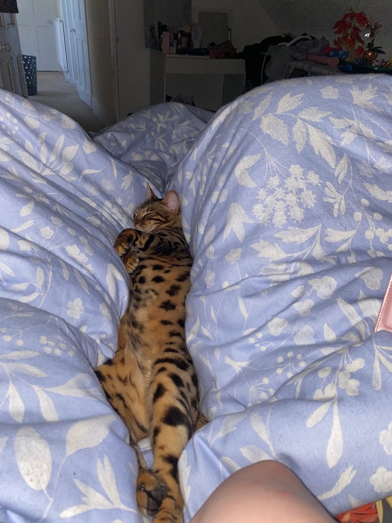 Bengal cat 