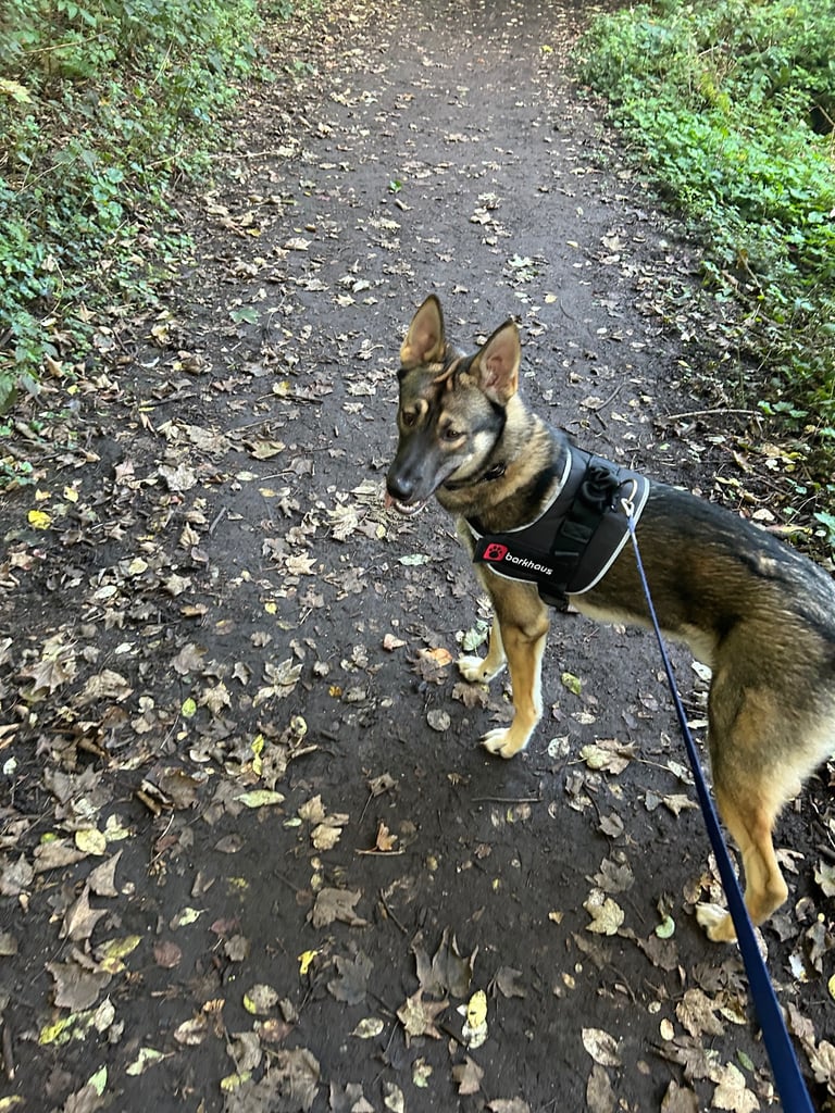 Belgium mal crossed with husky 10 month old