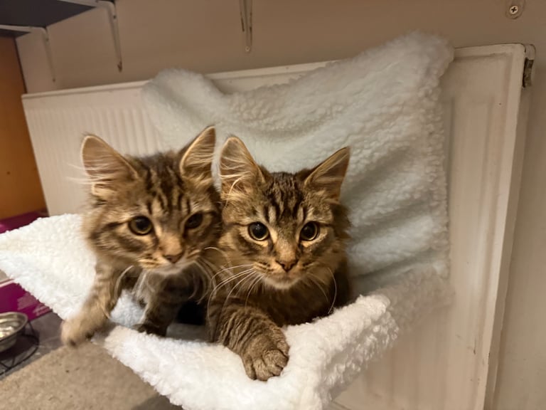 2 kittens available