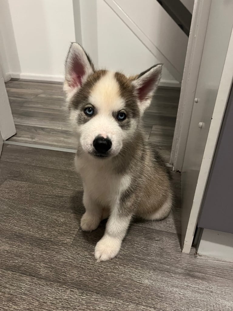 9 week old husky puppy 