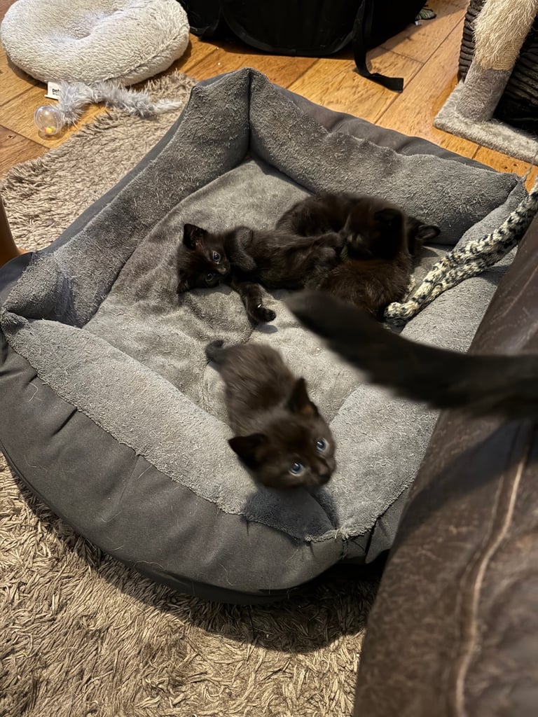 4x black kittens 