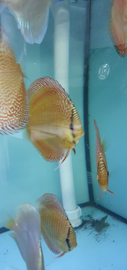 Discus fish 