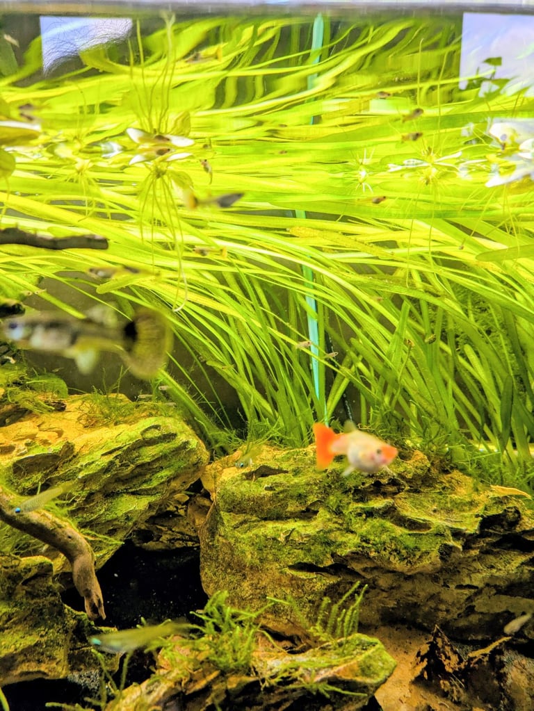 Guppy fry of varying sizes