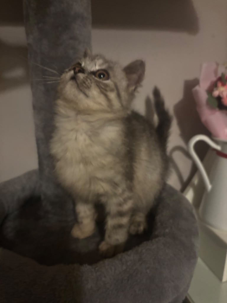 Half Persian kittens 