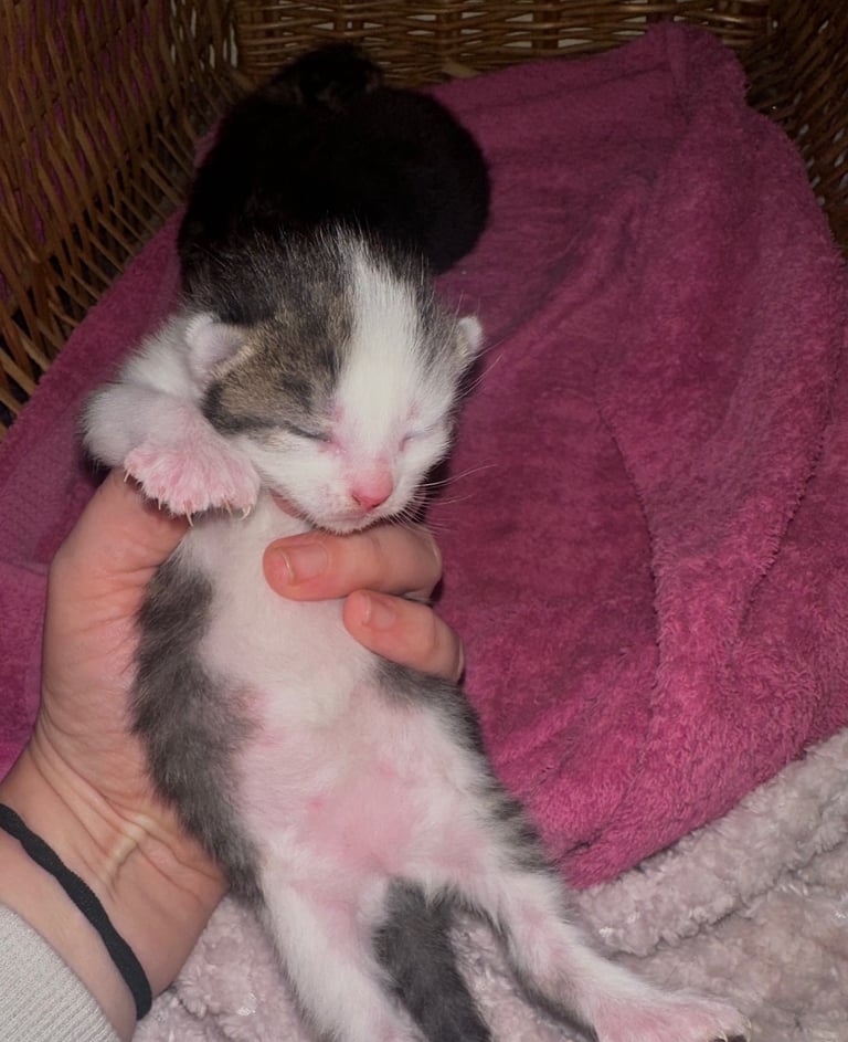 Kittens looking for forever homes 