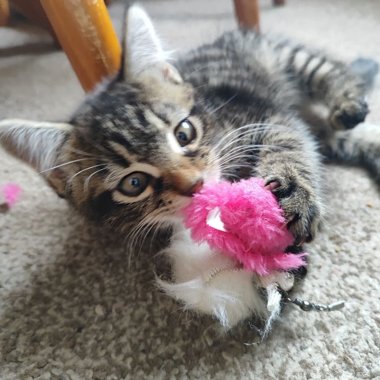 10 weeks old male tabby kitten 