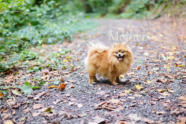 Pomeranian puppies - 2 boys