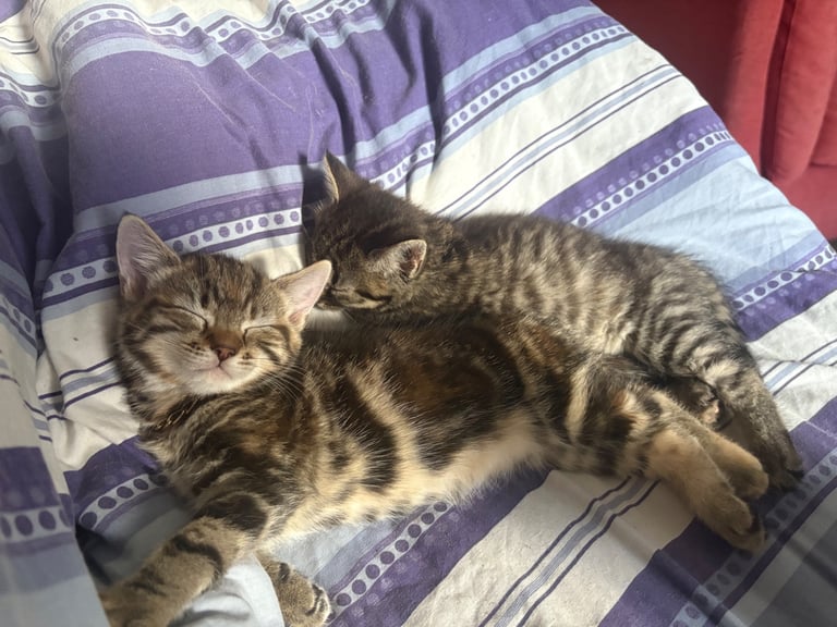 bsh x kitty 