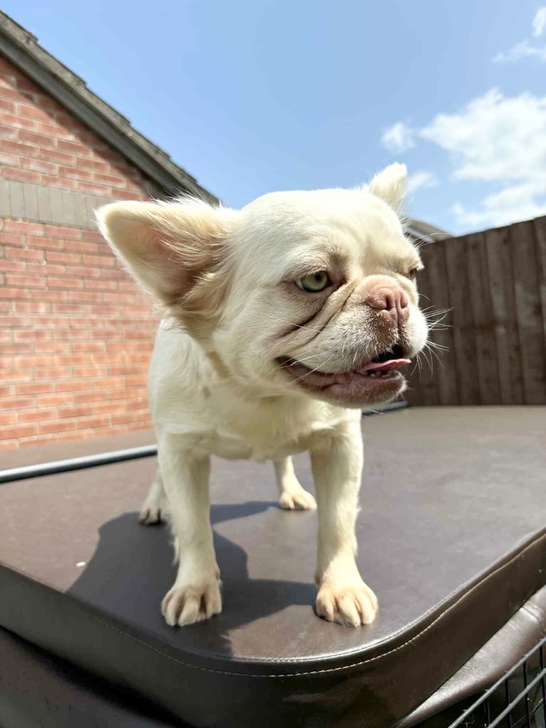 image for Full fluffy pink girl 💖💖