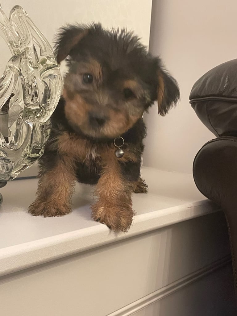 Beautiful Male Yorkie Puppy