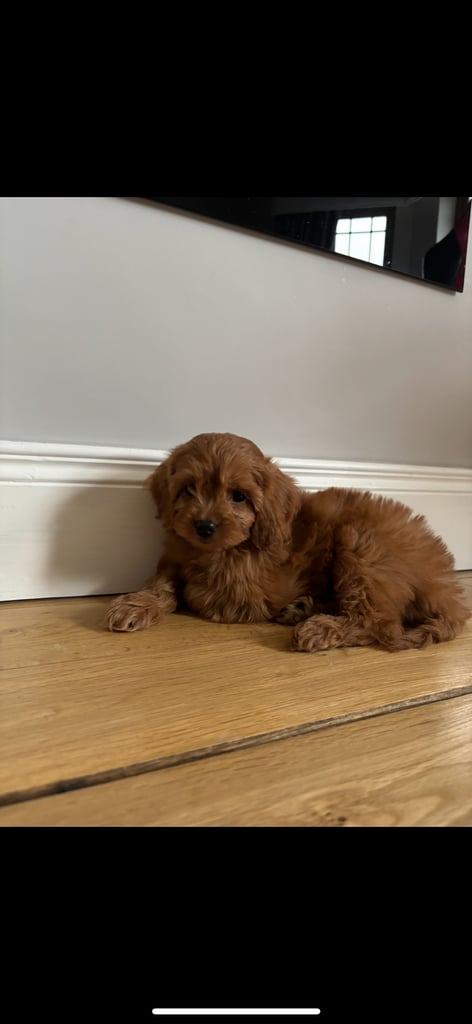 Cavapoo pups for sale 