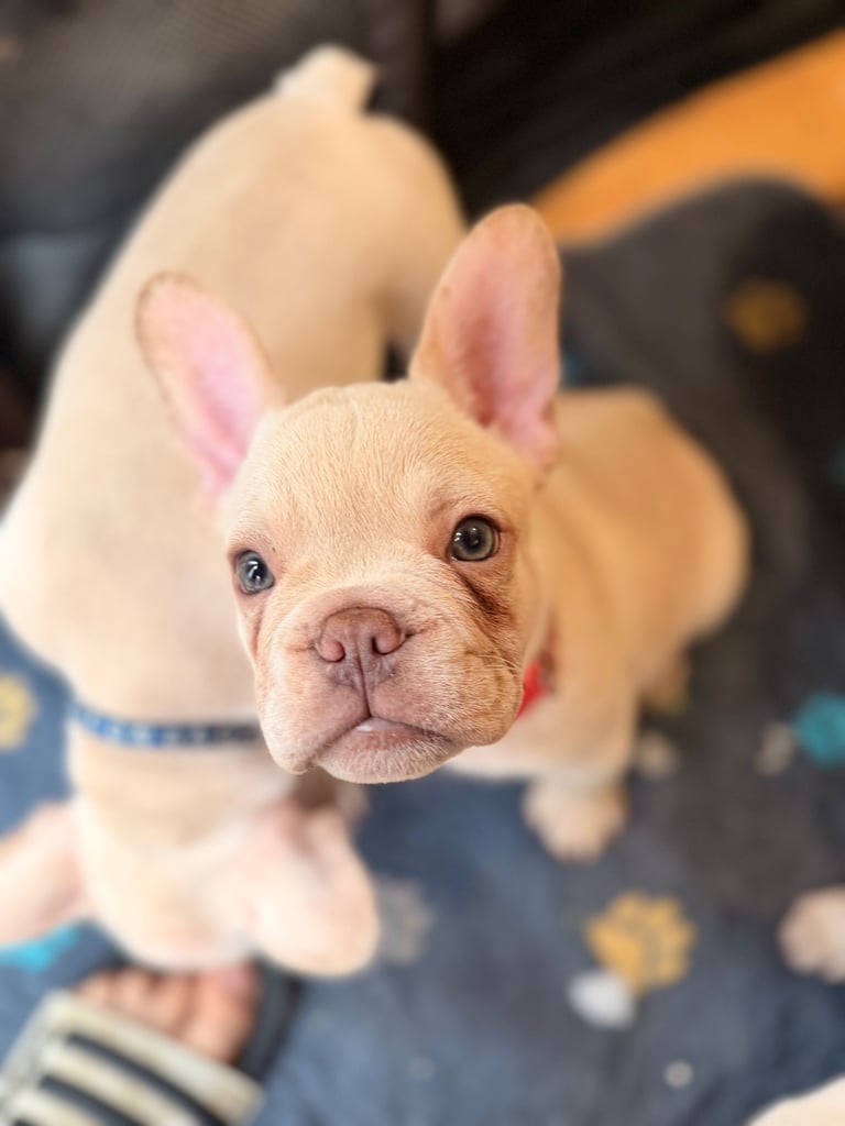 Beautiful White Frenchies READY NOW