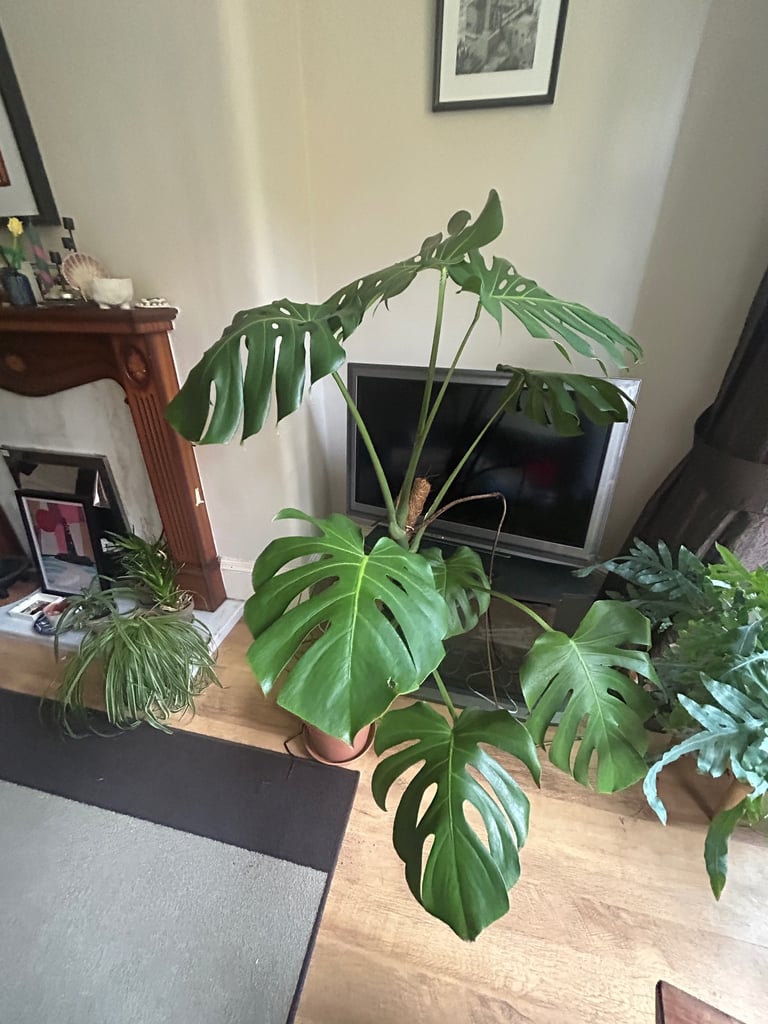 Giant Monsterra plant