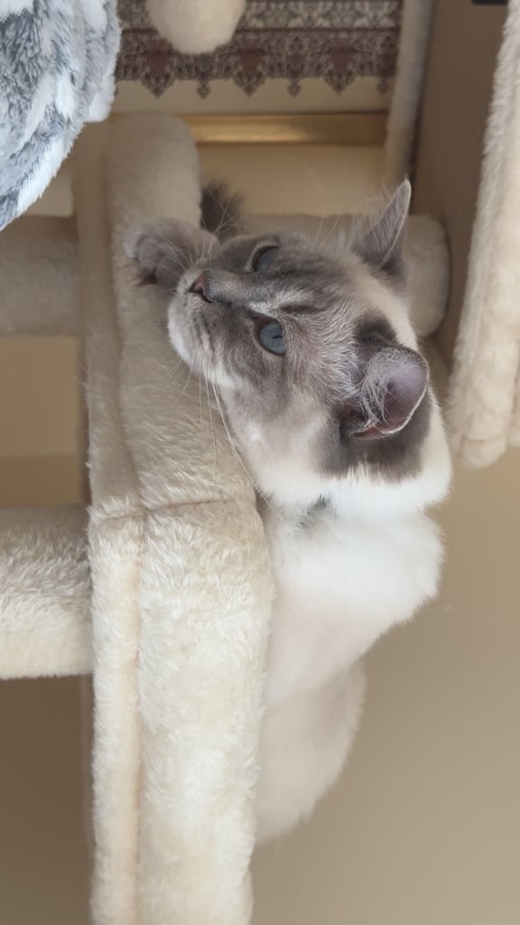 2 x ragdoll cats available. £750 each