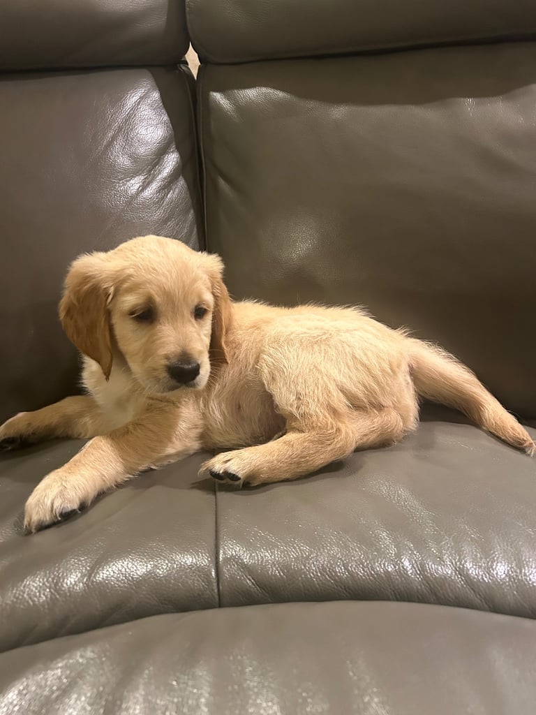 Golden retriever puppy for sale 