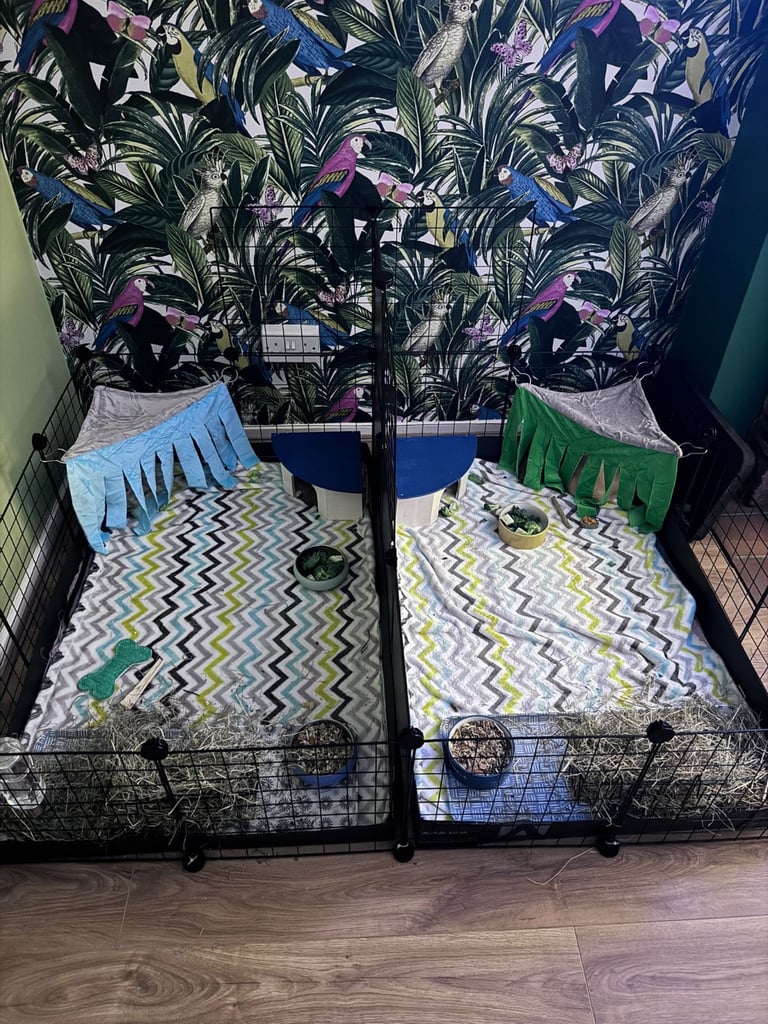 Complete guinea pig set up (indoor and outdoor)