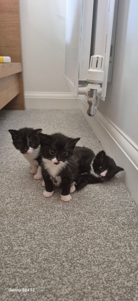 Black and white kittens