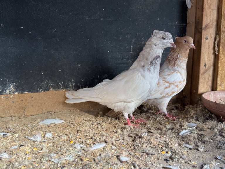 Iranian Pigeons For Sale