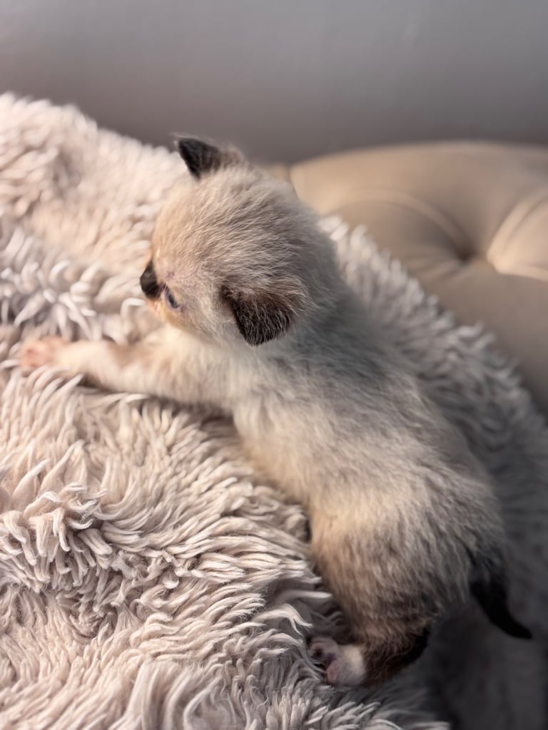 ONLY 2 LEFT! 🐾✨ Adorable Persian × Bengal Kittens Looking for Loving Homes! ✨🐾