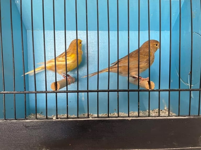 Colour canaries birds 