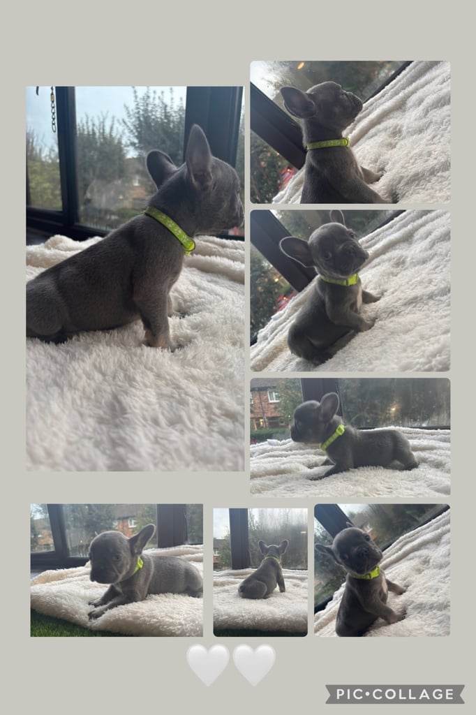 6 beautiful kc reg French bull dogs 💙