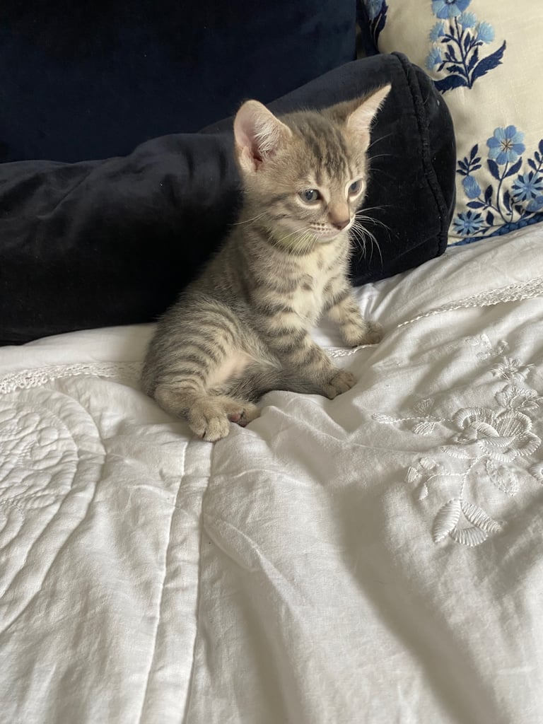 4 beautiful Bengal X kittens Boys £200
