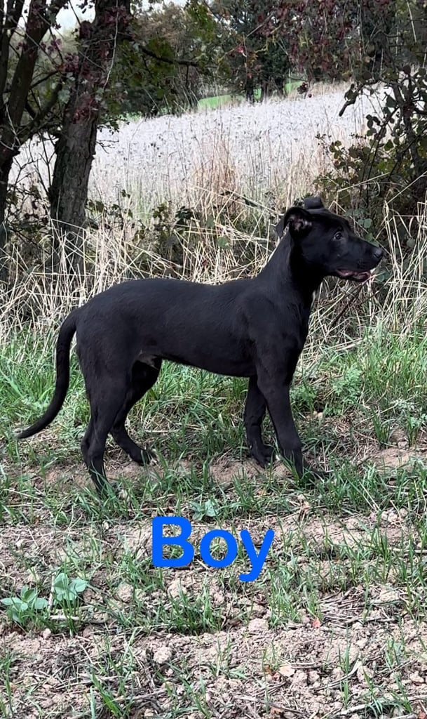 *Bull x lurcher pups for sale*