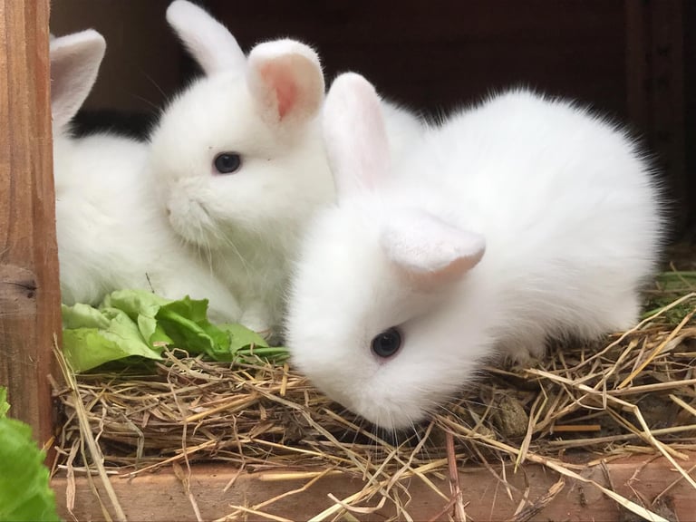 Gorgeous Pure White baby rabbit with blue eyes