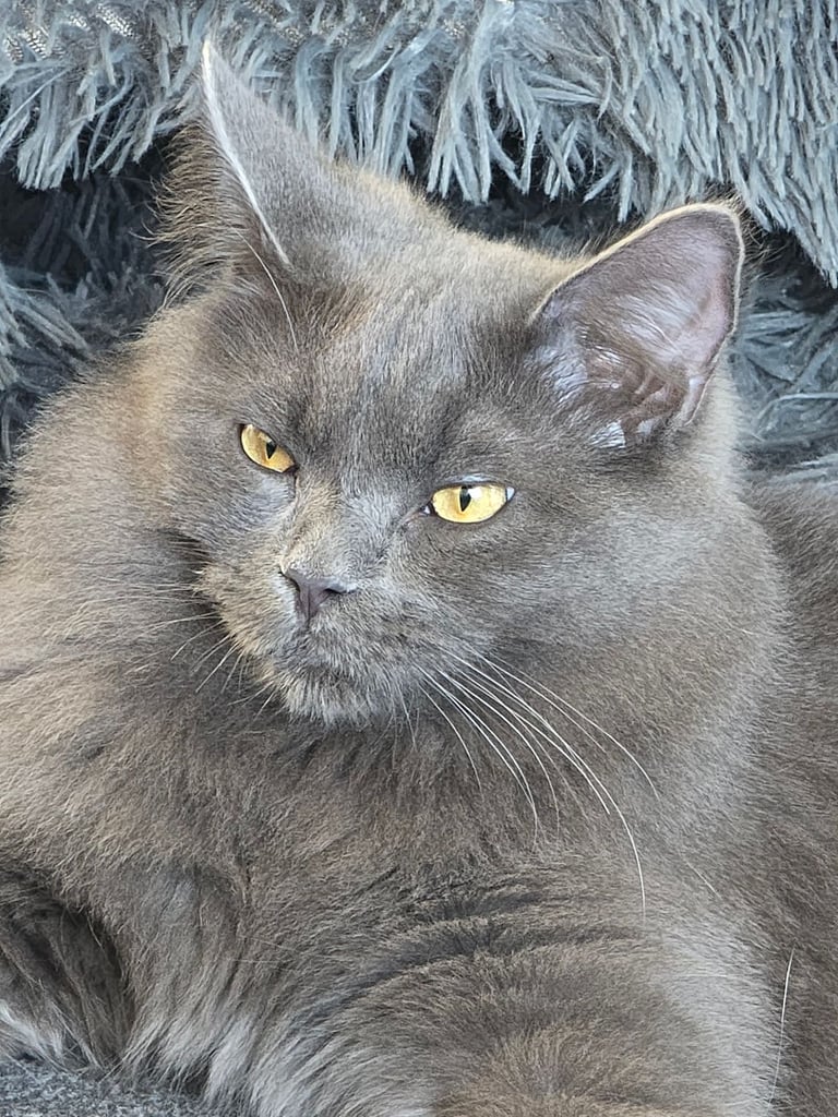 Kitten 