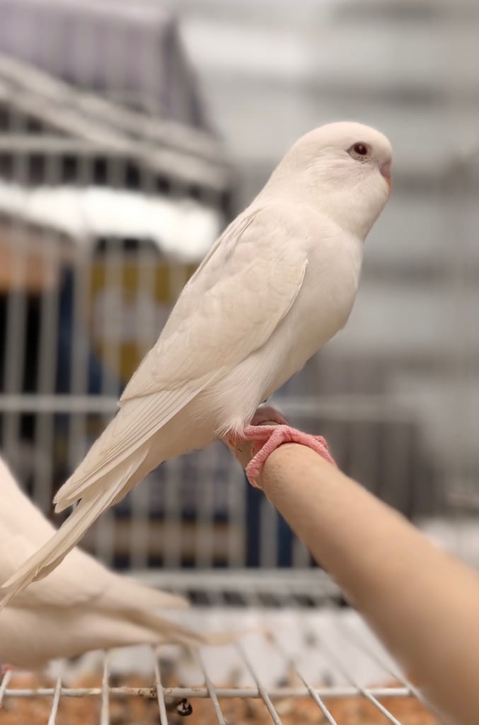 image for Hand tame budgies
