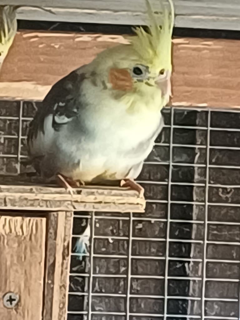Cockatiels and rainbow budgies