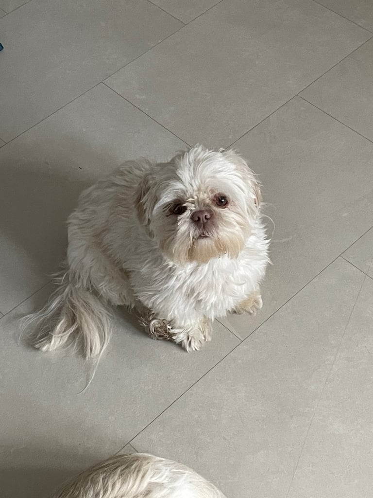 Female miniature shih Tzu 