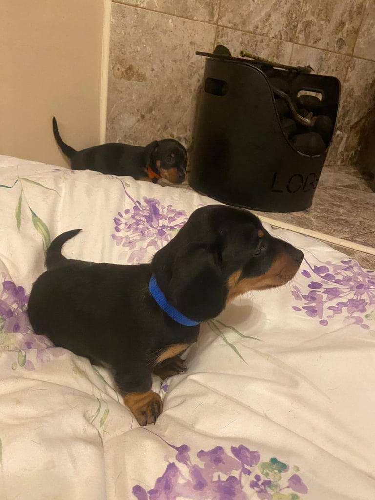 Miniture Dachshund Puppies