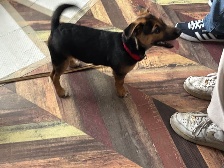 Male Jack Russell puppy 