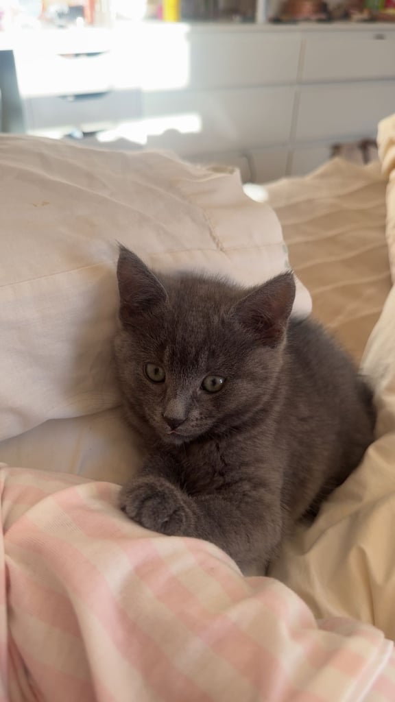 Beautiful female kitten, ready for a loving home 