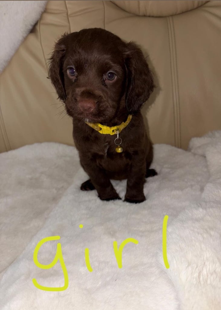 Cocker Spaniel Puppies