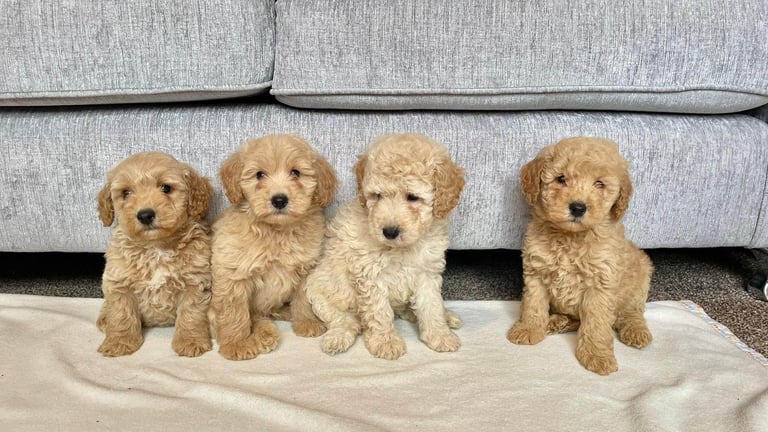 Coton noodle puppies ready now