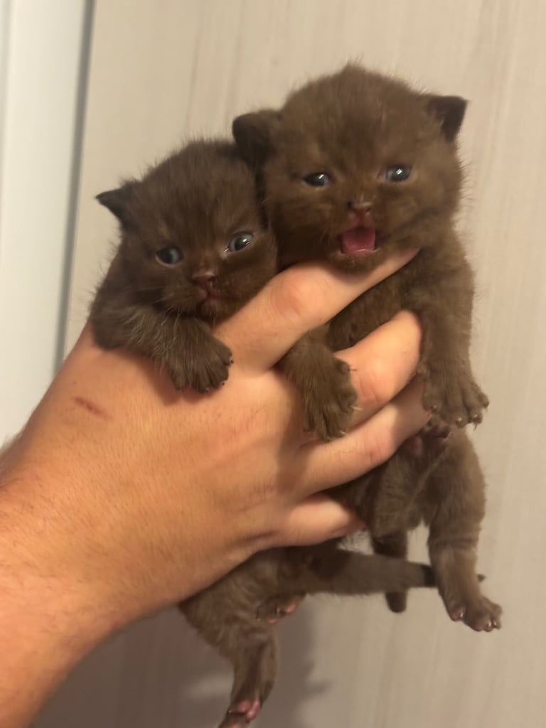 Gccf Champion Sired British Shorthair Kittens 