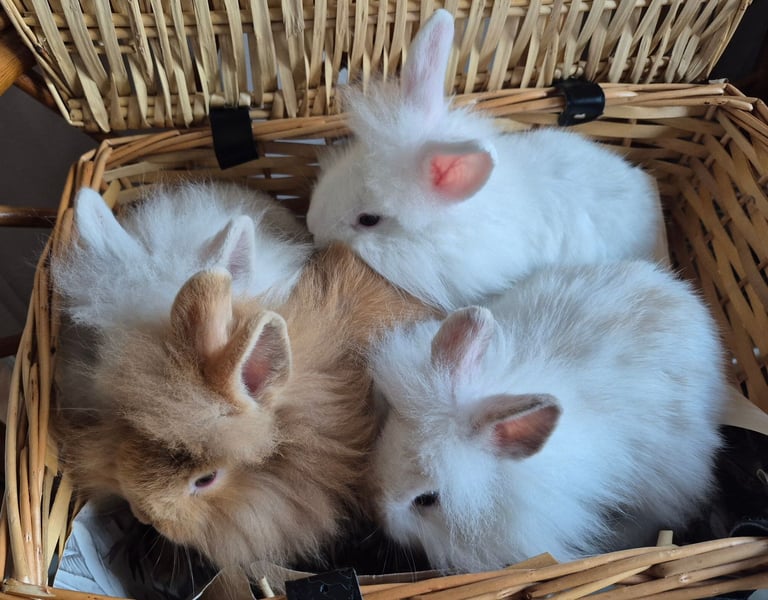 Stunning Baby Bunnies 