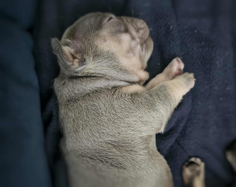 Generational Health tested French Bulldog Puppies (Only one boy and One Girl Left)