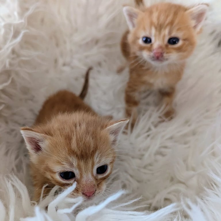 image for Only one Ginger tabby boy kitten available now