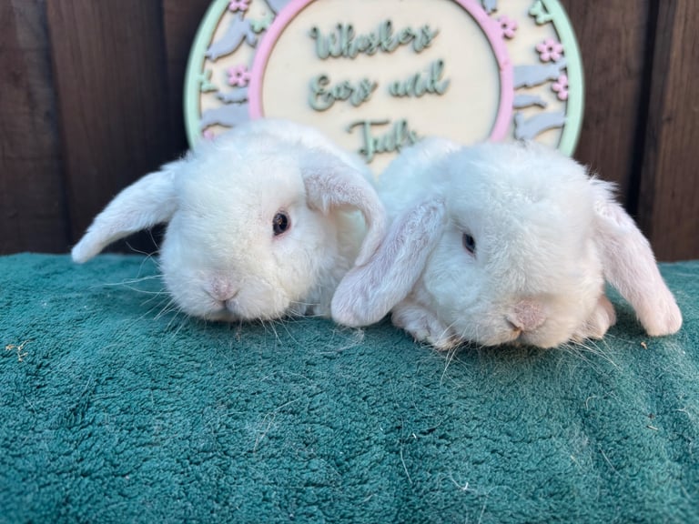 image for Mini Plush Lops