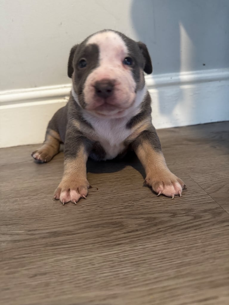 image for Pocket bully