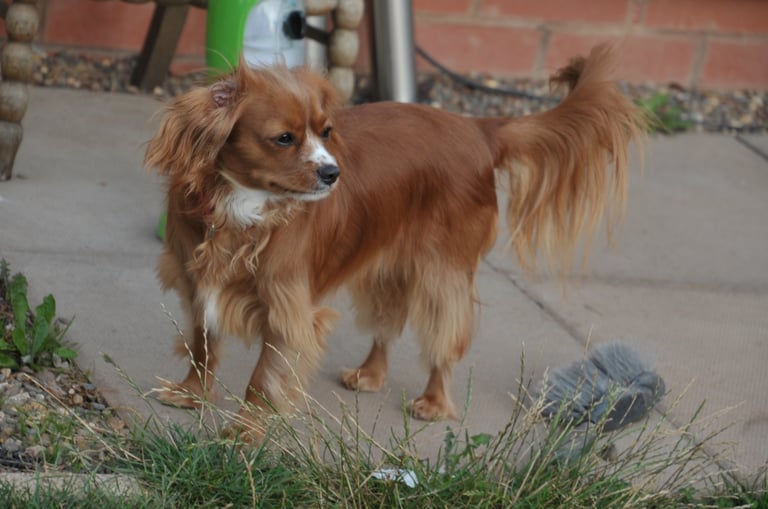 Cava poo female 19 month s old smooth coat 