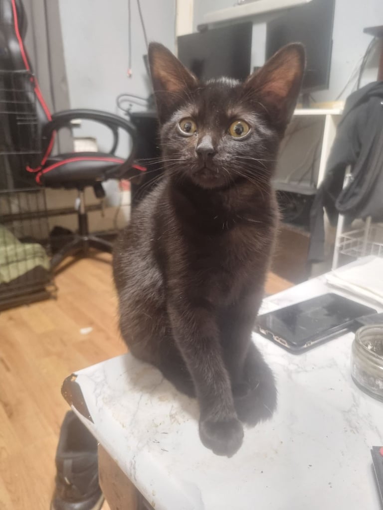 Black Kitten 12 weeks