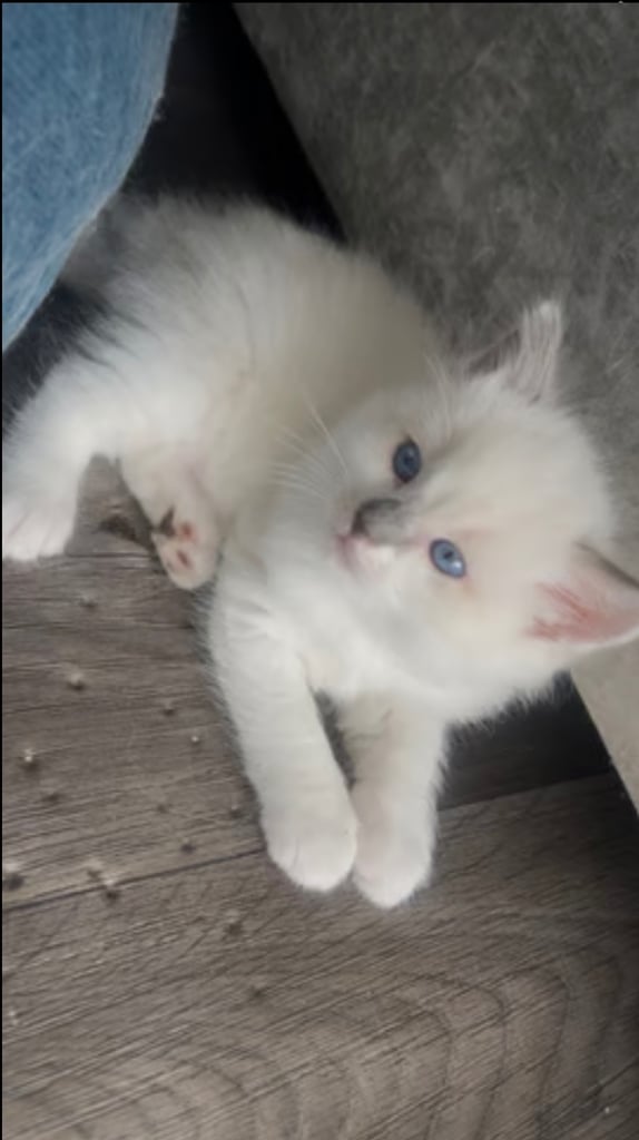 Ragdoll male 3Months