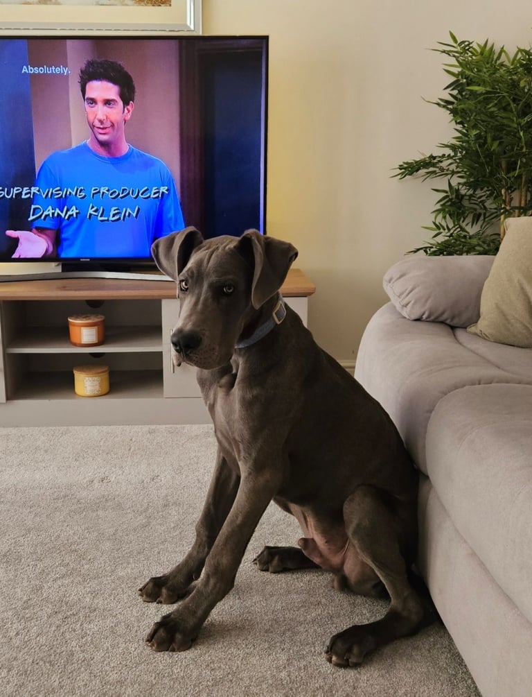 Beautiful great dane pup