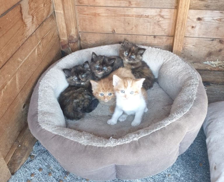 BEAUTIFUL KITTENS FOR SALE 