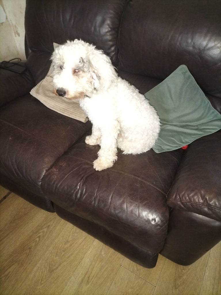 image for 7 MONTH OLD MALE PUPPY