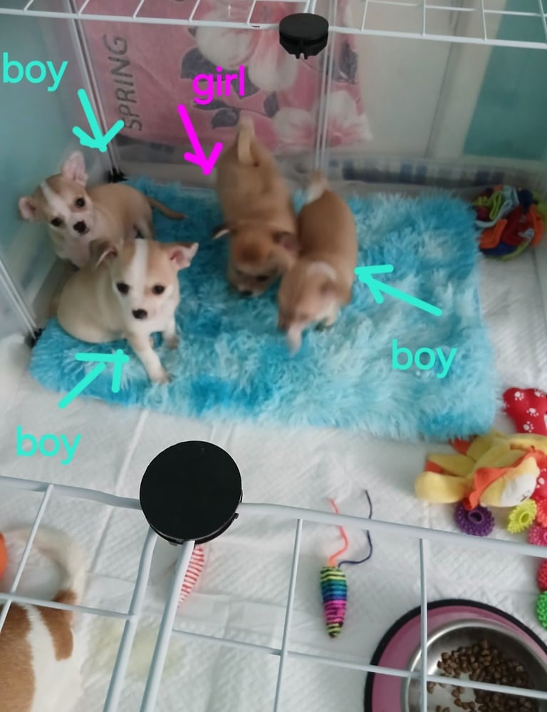 Puppy chihuahuas 